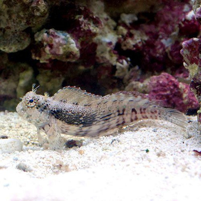 （海水魚）ヤドカリ　ヤドカリミックス　Ｍサイズ（９匹）　北海道・九州航空便要保温