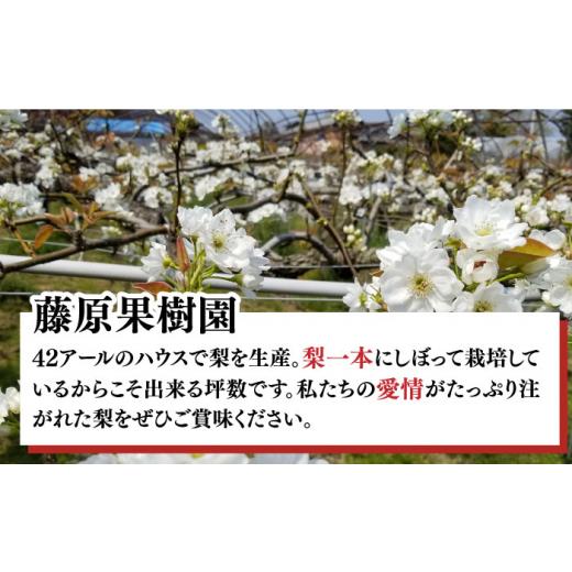 ふるさと納税 長崎県 南島原市 豊水梨 約5kg (約12玉〜14玉)  ／ 梨 なし フルーツ ／ 南島原市 ／ 藤原果樹…