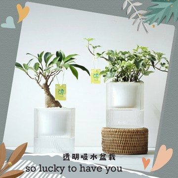 謝謝一植陪伴【Green Pandora】透明吸水盆栽 旺旺樹x1+圓葉發財樹x1+水耕專用液態肥x1 新年禮物 2025 蛇麼都好 職場禮 辦公室 居家擺設 盆栽 招財 植物 舒心 親友 送禮首選