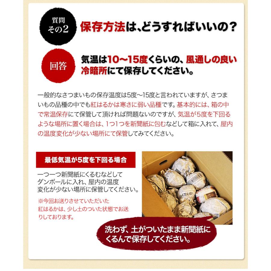 販売解禁 さつまいも 紅はるか べにはるか 1.5kg 送料無料 芋 熊本県産 スイーツ お取り寄せ 12月上旬-12月末頃より発送予定