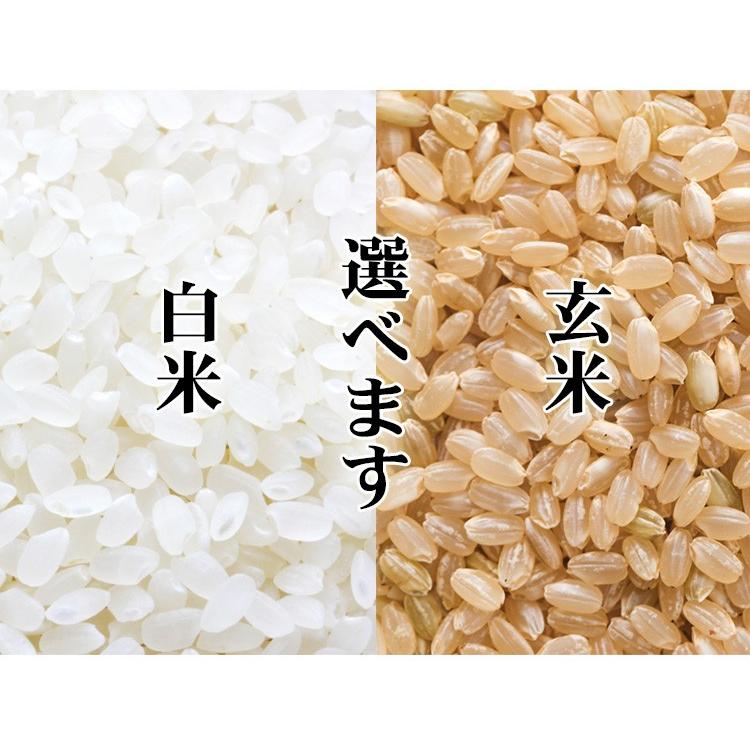 新米 お米 5kg 送料別 白米 玄米 ミルキークイーン 長野県産 令和5年産 お米 5キロ 食品