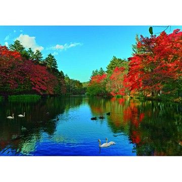 P2 - 輕井澤-雲場池 白鵝 520片拼圖 25-022