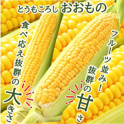 ふるさと納税 あわら市 春とうもろこし 10本 おおもの 黄色 朝採り