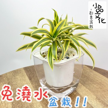 現貨 小品文化 黃金百合竹4吋透明免澆水懶人盆栽簡單好種植觀葉植物陽台植物自動吸水創意花盆居家辦公盆花 蝦皮商城