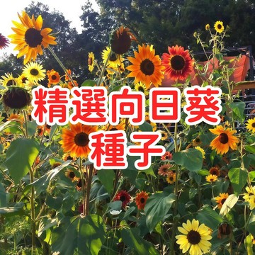 【精選向日葵種子】太陽花種子 日輪草 易種開花 四季播種 盆栽花卉 花壇植物 庭院風景 療癒植物 送禮自種