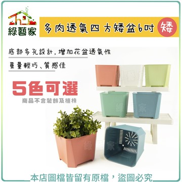 【綠藝家】多肉透氣四方矮盆6吋(矮) (共5色可選)
