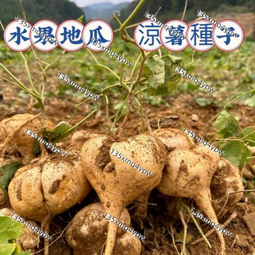 💥臺灣發貨💥【水果地瓜 涼薯種子】（100粒）涼薯沙薯地瓜種子 今年新種庭院菜園蔬果種子 四季播種 可生吃早熟水果超高產
