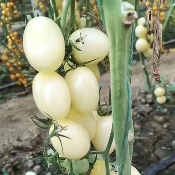 青禾園藝（牛奶白小番茄種子）FQ-42🍅白色小櫻桃番茄小聖女果超甜多汁~果菜蔬菜種子#tomato