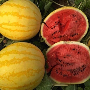 🍉【黃皮紅心西瓜種子】🍉 黃皮紅心麒麟瓜西瓜種子 早熟高產黃皮紅瓤 超甜薄皮禮品水果種子 超甜早熟庭院陽臺盆栽西瓜種籽