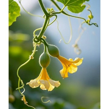 台灣現貨 當天發貨精品盆栽手捻小葫蘆種子99%發芽率 美國蘆種耔 七彩葫蘆種子 陽臺 觀賞 葫蘆種 盆栽 天然手捻 易養