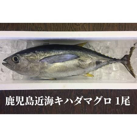 ふるさと納税 008-57 鹿児島近海キハダマグロ1尾 鹿児島県南九州市