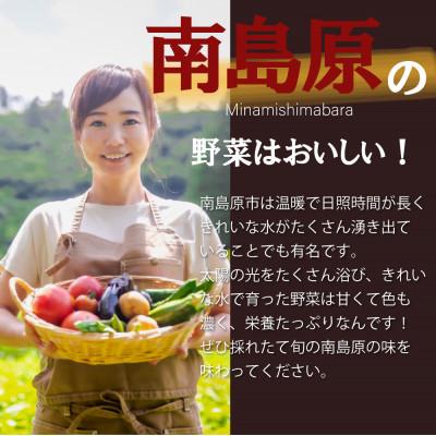 ふるさと納税 南島原市 旬な野菜を出荷します!おまかせ新鮮野菜15種類セット