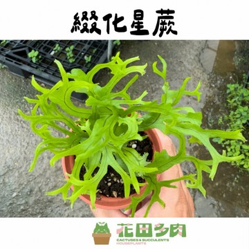 《花田多肉》🌵【綴化星蕨】 3吋盆 觀葉植物/蕨類/室內植物/苔球/生態缸/園藝/盆栽/植栽/淨化空氣