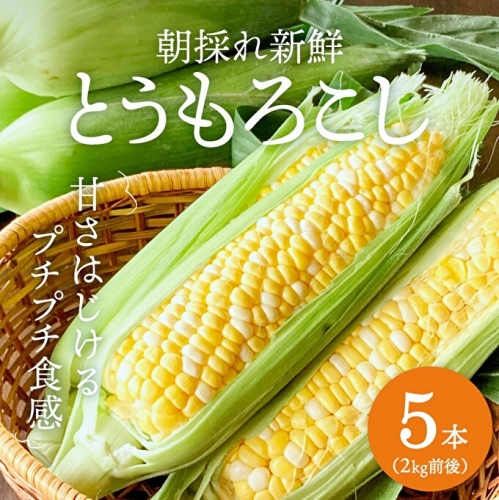 朝どり とうもろこし 5本（2kg前後）よしよし畑 農家直送 朝どれ 新鮮 兵庫県産 キャンプ BBQ アウトドア 小分け