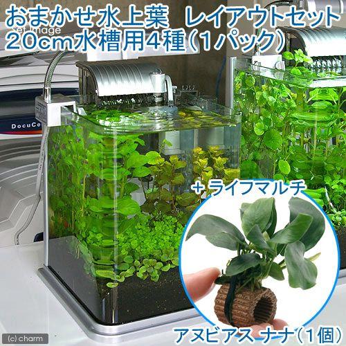 水草 おまかせ水上葉 レイアウトセット ２０ｃｍ水槽用 ４種 １パック ライフマルチ 茶 アヌビアスナナ １個 北海道航空便要保温 通販 Lineポイント最大0 5 Get Lineショッピング