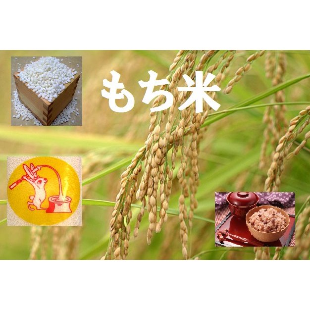 岡山県産  産地直送 おいしいお米　市村さんの味わい餅米　5kg