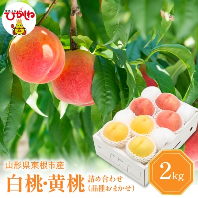 白桃黄桃 詰め合わせ (品種おまかせ) 2kg (5～9玉) 東根農産センター提供