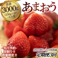 福岡県産 あまおうG以上（4パック）定期便3回 合計3000ｇ 先行予約 2024年1月・2月・3月発送予定　TY034