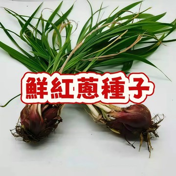 【🔥台灣鮮紅蔥種子🔥】顏色鮮豔如紅寶石，香氣濃郁四溢！家庭種植超簡單，健康無毒安心吃！高發芽率保證，快速收成超有成就感！