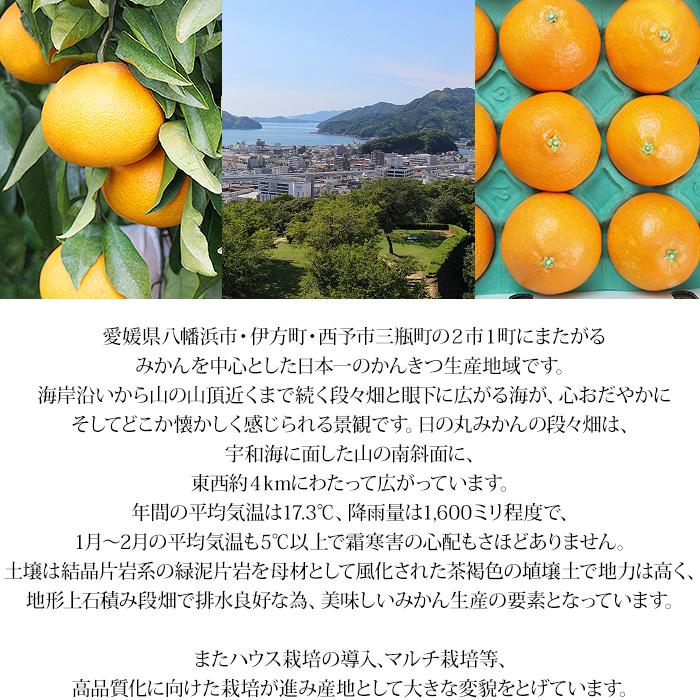 みかん 愛媛県産 紅まどんな 青秀アップ 約3kg L〜3Lサイズ 10〜15玉 化粧箱入