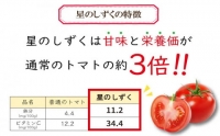 高糖度 フルーツ トマト 1.3kg以上 3カ月 定期便 完熟 糖度8以上 スイーツ 完熟 ギフト 贈答用 星のしずく 大容量