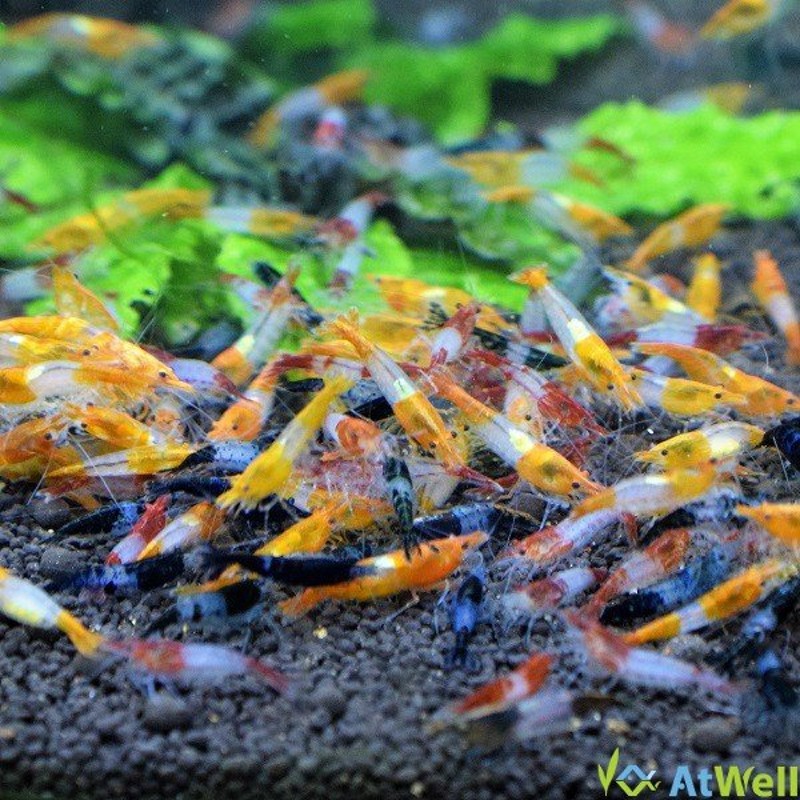 高級素材使用ブランド オレンジルリーシュリンプ50匹セット Www iwearparts Com