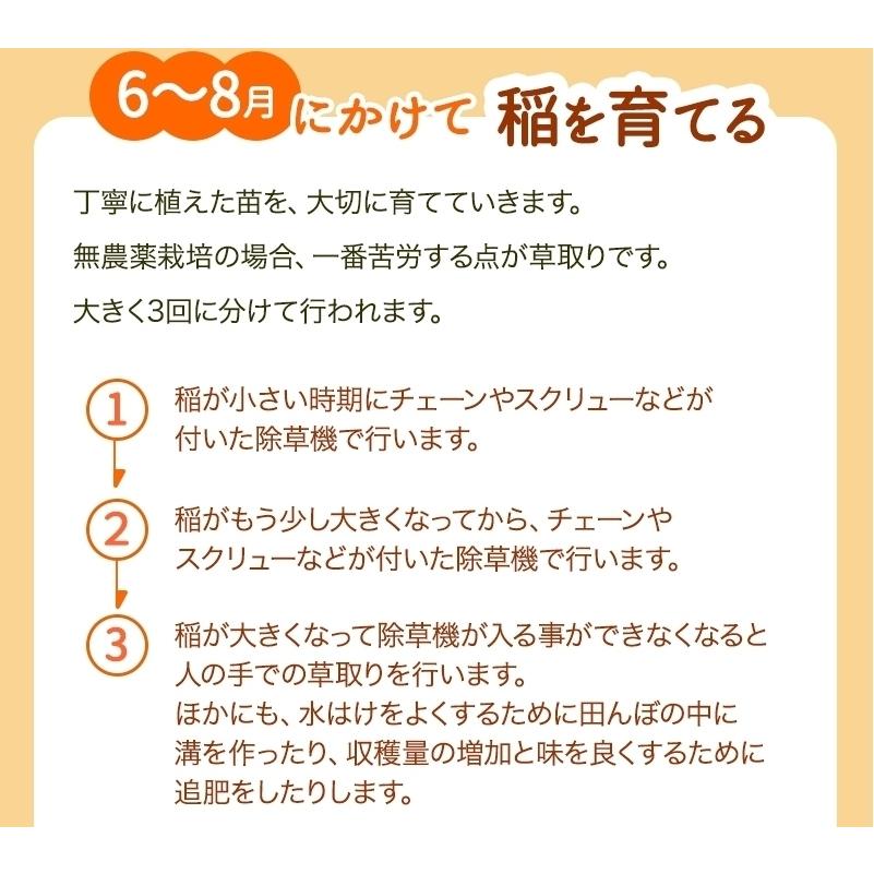 無農薬 玄米 米 20kg(5kg×4）無農薬 ミルキークイーン 極 令和5年福井県産 新米入荷 送料無料 無農薬・無化学肥料栽培