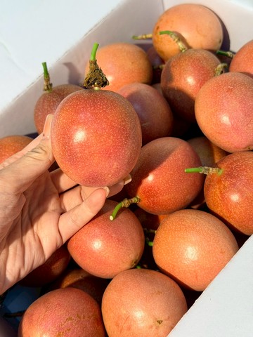 [芯鮮果]台灣嚴選( 紫樽百香果 )