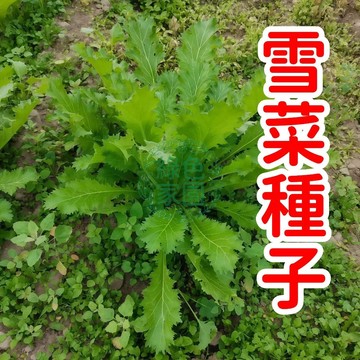 🔥當季現貨！【雪菜種子】 懷舊風味！正宗雪裡紅雪菜種子｜手作醃漬首選｜居家盆栽可｜傳承媽媽味｜天然無添加｜限量發售