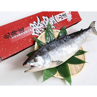 ふるさと納税 様似町  ブランド鮭 「銀聖」 1尾(姿)　約2.5kg