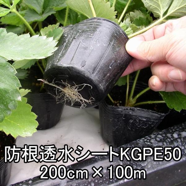 防根透水シートKGPE50 200cm×100m