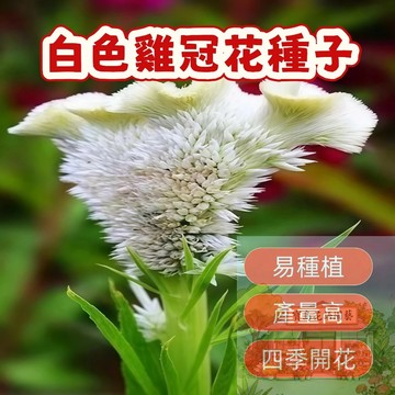 🌺白色雞冠花種子  矮桿花卉 四季播種 陽台庭院盆栽 新手易種 產量高 四季開花 雞冠花種子 花卉種子