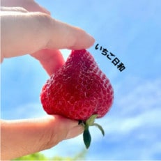 2024年2月より順次発送　あまおう4パック　　約1120g(約280g×4P)