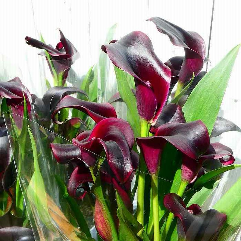 SALE!ブラックナイト アジサイ 秋色紫陽花4号鉢 : a.k.g - 通販