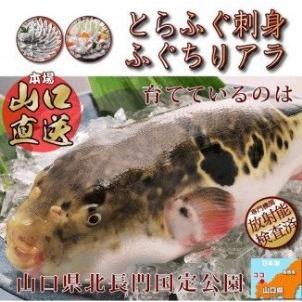 ふるさと納税 (1210)天然ふぐ鍋・とらふぐ刺身セット2人前　年内配送 山口県長門市