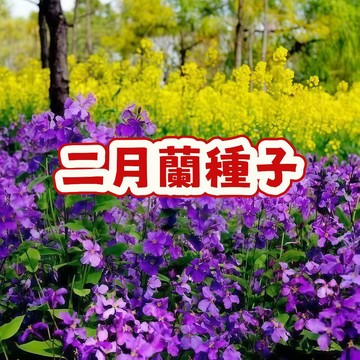 二月蘭種子 春季開花 耐寒易種 花園陽臺景觀植物 野花種籽 盆栽綠化 多季播種 香氣紫雲 花海必備 庭院陽臺