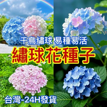 現貨【精選繡球花種子】（250粒）四季夏繡球花種子 開花不斷  四季播種 陽台 庭院種植 七彩繽紛繡球花 盆栽花卉種子