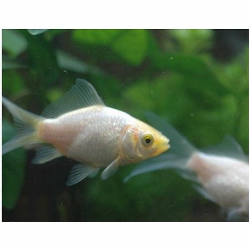 国産 きらきら金魚 コメット 19年1月10日入荷 生体 通販 Lineポイント最大0 5 Get Lineショッピング