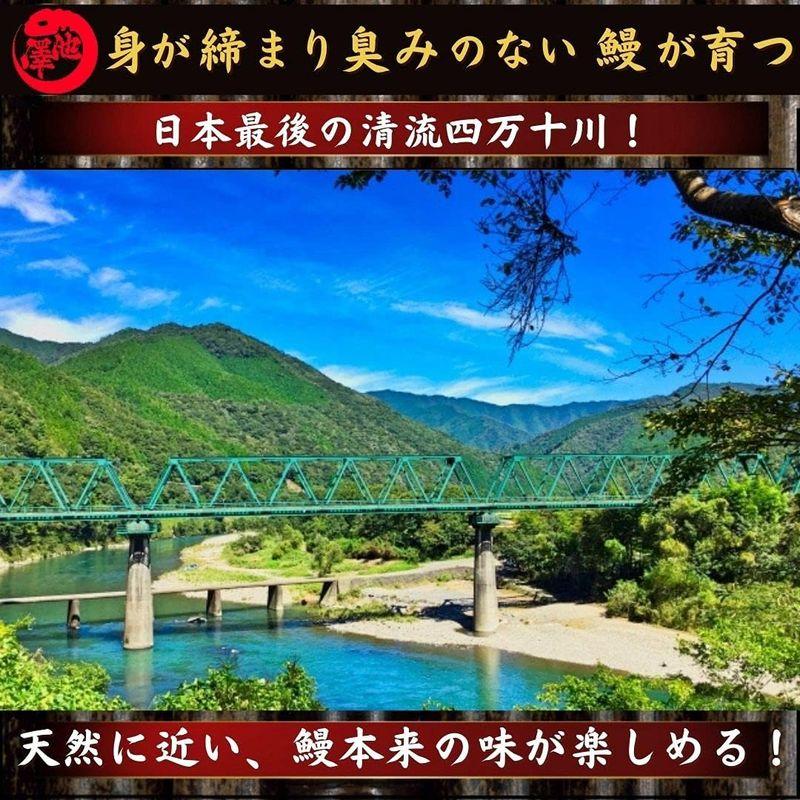 四万十川産 うなぎ 蒲焼き 無投薬 約150g×3尾 池澤鮮魚 誕生日 国産 (贈答用ギフト包装)