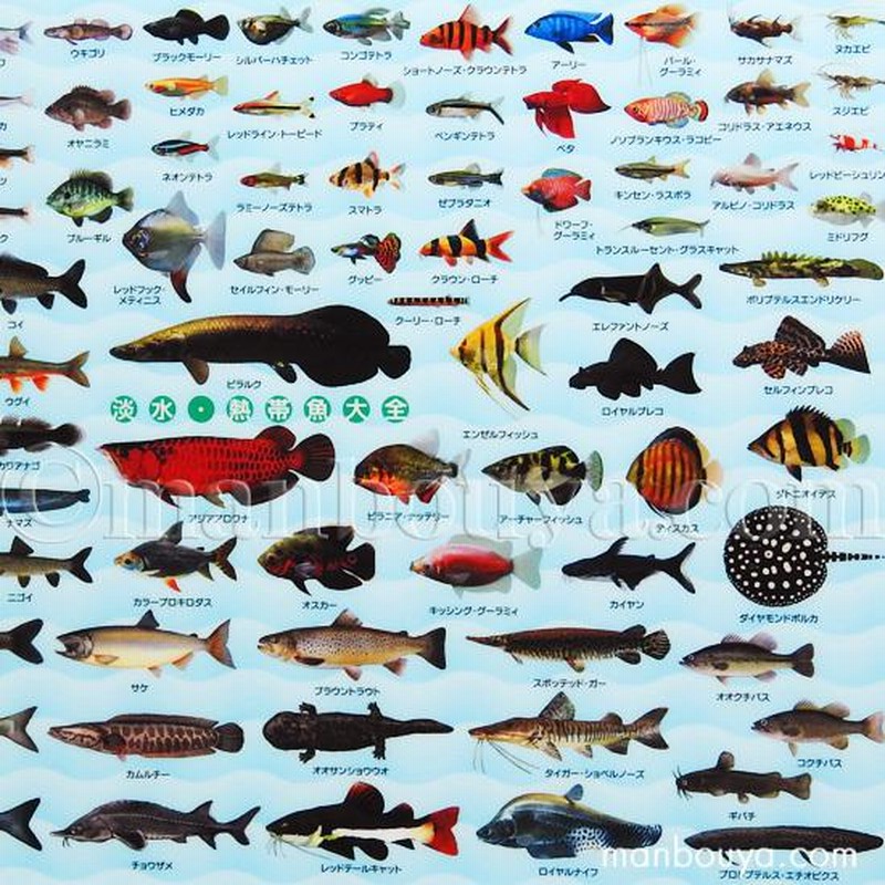 A4サイズ 下敷き 魚 図鑑 アロワナ ピラルク 文房具 ザ・アクセス 