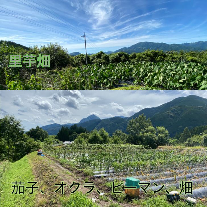 野菜＋米2kgお試しセット野菜 米 有機栽培 無農薬 熊本県産