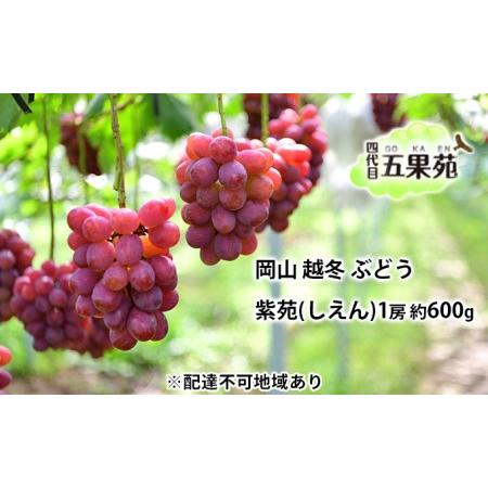 ふるさと納税 越冬 ぶどう 紫苑 （しえん）1房 約600g  岡山県産 四代目 五果苑 岡山県玉野市