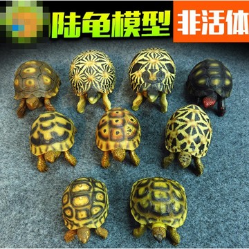 【台灣現貨】1：1高仿真 安哥洛卡陸龜 陸龜模型 陸龜 亞達伯拉象龜 黃緣龜 模型 爬蟲模型 動物模型