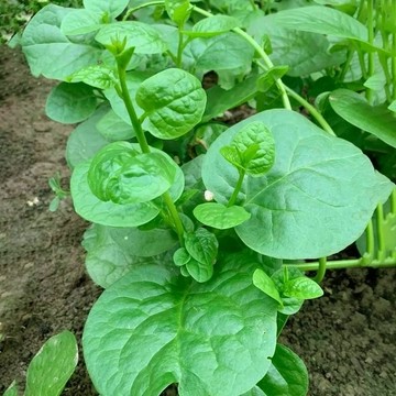 🥬（皇宮菜種子）今年新種大葉木耳菜  落葵種子 四季高鈣易種蔬菜種籽 紫紅大葉木耳菜  盆栽蔬菜種子 田園菜籽