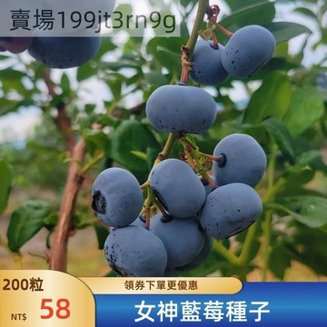 🫐【女神藍莓種子】🫐新種上市 現貨速發  中大果 果粒大 香味濃風味佳  甜味足 汁水多 南北部庭院陽台盆栽地栽果樹種子
