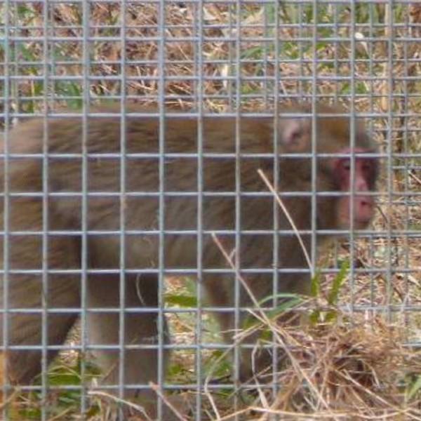 ファーレ旭式 サル用箱罠片扉 鳥獣 被害対策 猿 さる サル 狩猟 害獣 駆除 簡単