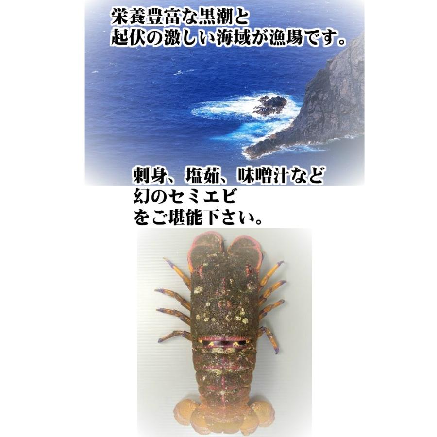 セミエビ 1-4尾で0.8-1kg 天然 期間限定 10 1〜4 30の漁期で水揚げあり次第 幻の海老 浜から直送 送料無料 宇和海の幸問屋