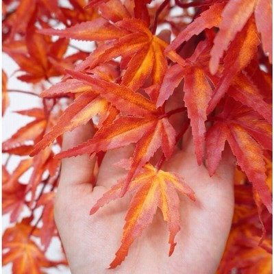 モミジです。 岡野秀花園｜OKANO SYUKAEN｜商品紹介