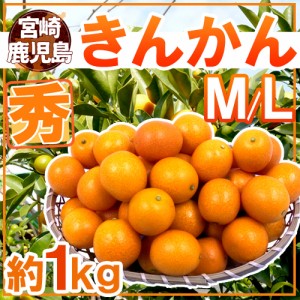 宮崎・鹿児島県 ”きんかん” 秀品 M～L 約1kg 金柑