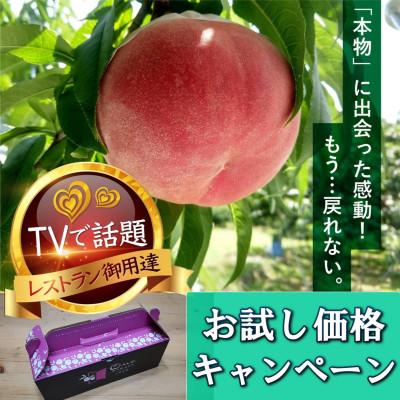 ふるさと納税 山梨市 3年連続TV出演で話題沸騰中『樹上完熟ブランド桃』2024年6月下旬より発送